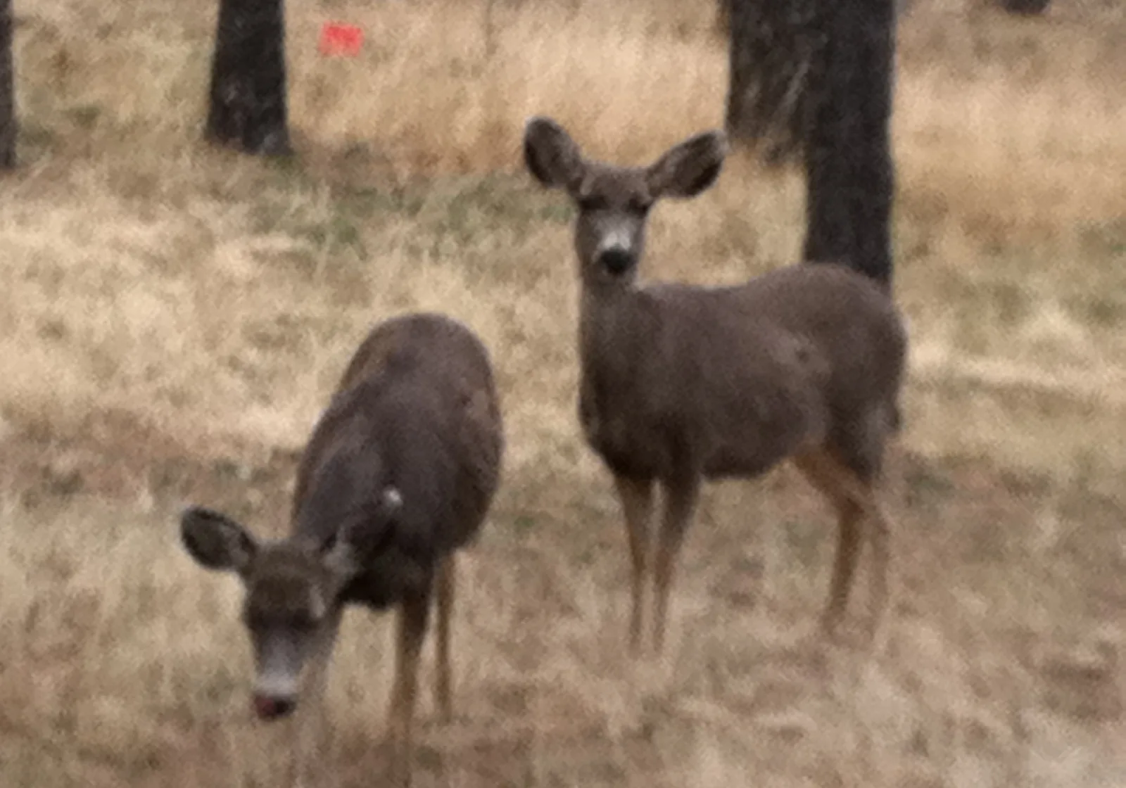 Mule deer visiting the hillside